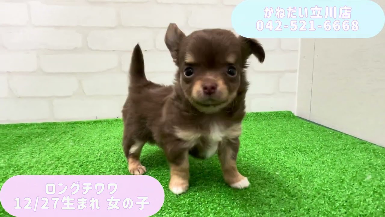 価格の安い【動画あり！】ロングコートチワワ♀ のんびり屋さんなマロ