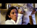 Le meilleur du monde de jamy  koala peluche ou bte sauvage 