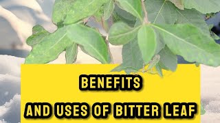 Health Benefits And Uses of Bitter Leaf