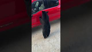 Clever Black Bear Opens Pickup Truck Door