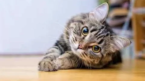 Como chamar gatos escondidos?