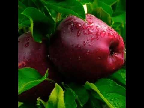 Natalya Shchukina yalangoch Uyda paypoqda jinsiy aloqa video