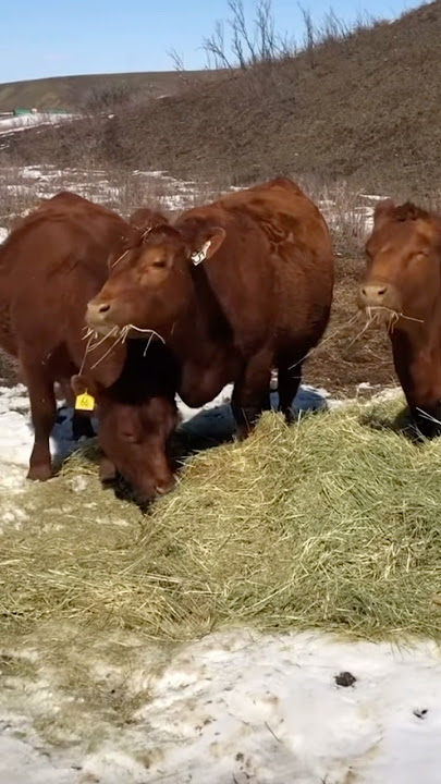 Charolais vs Red Angus #cow #ranch #farming #charolais #angus #crossbreeding #cattle #redangus