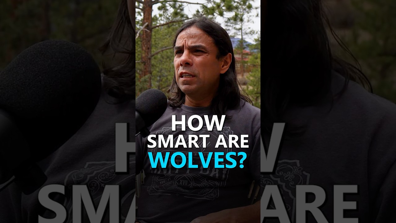 Dog vs Wolf Intelligence. Dog vs Wolf Intelligence.