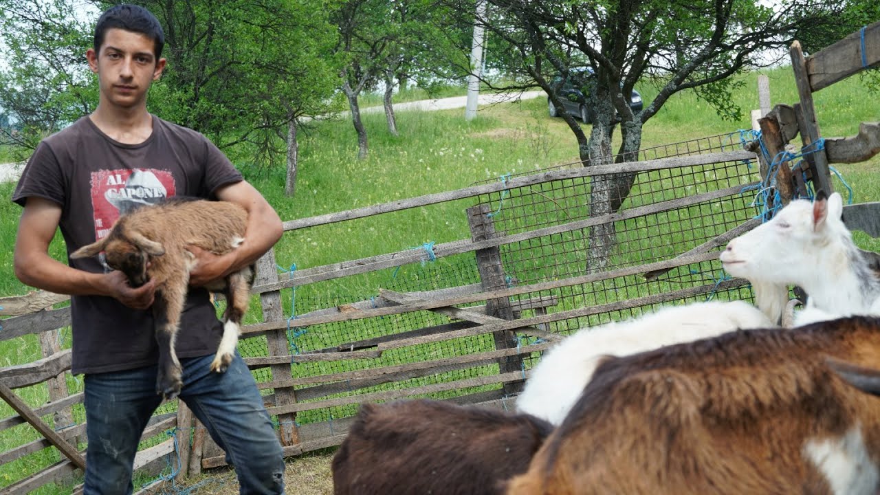 OD SIROTIŠTA  U  HRVATSKOJ  DO  VLASTITOG  STADA  U  BOSNI