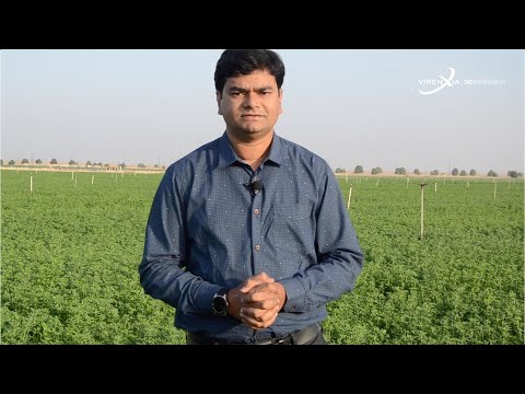A Desert Transformed - The Story of Freshalfa Alfalfa - video from VIRENXIA