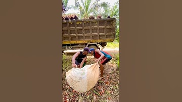 Muat brondolan sawit sampai teler | buah restan brondol berhamburan #shorts