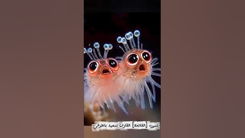 #الفاتحة _ ارح سمعك وقلبك#🎧🎙😴القارئ سعيد باطرفي