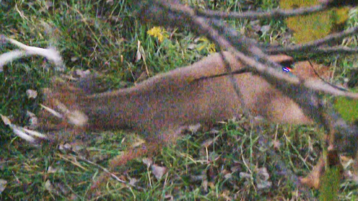 Monster Buck spear kill!!!