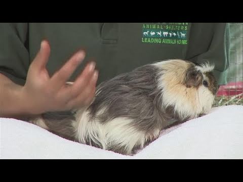 angora guinea pig for sale