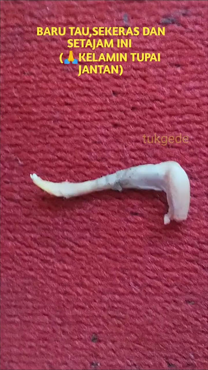 LIKE THIS, THE EXISTENCE OF 🙏 MALE SQUIRRELS