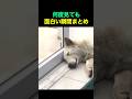 何度見ても面白い瞬間まとめ😂😂🤣