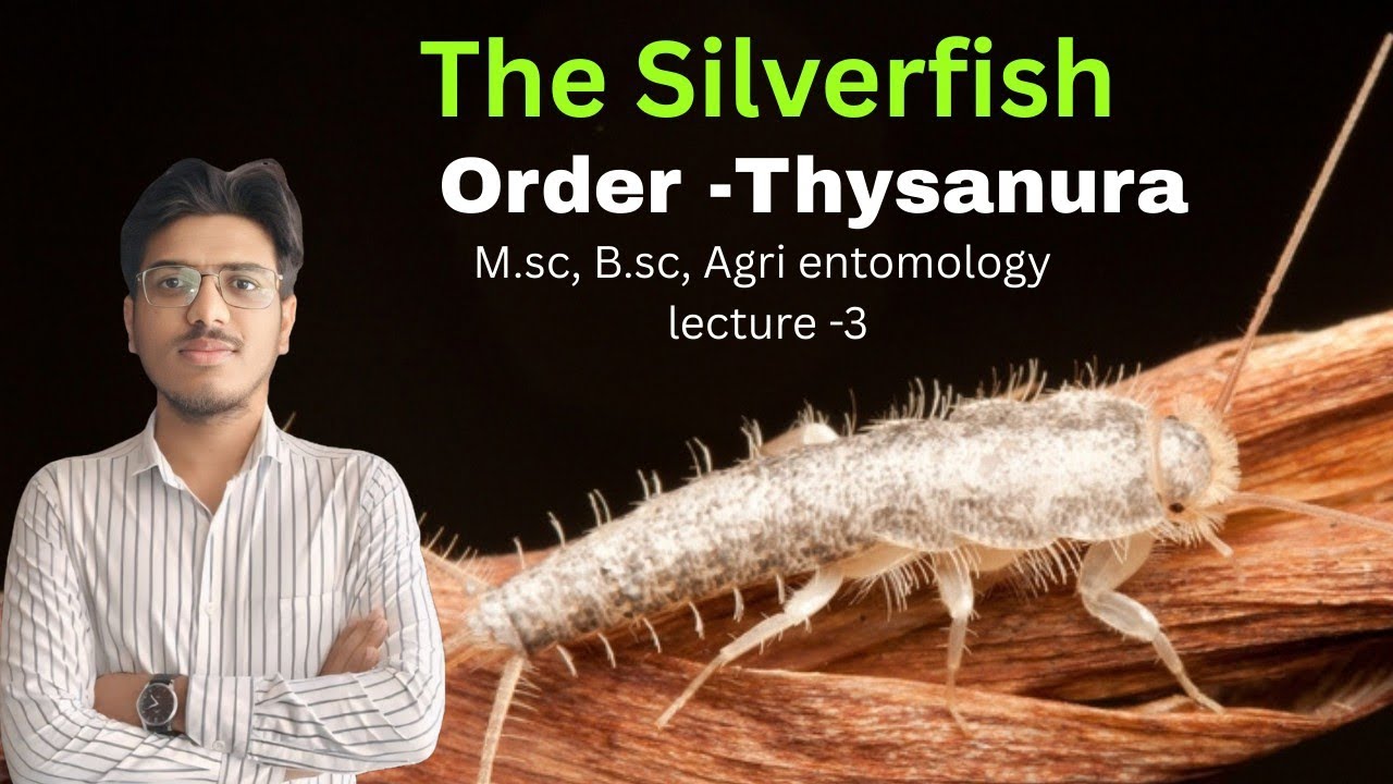 The Silverfish, Order -Thysanura, General Characteristics and Classification.