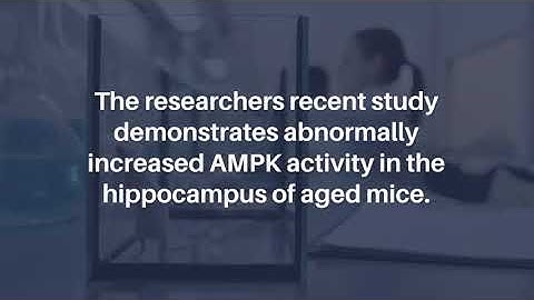 Isoform-Specific Effects of Neuronal Repression of AMPK Catalytic Subunit | Aging-US