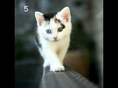 Tapety 2 Koty Youtube