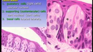 LAB VH Digestive system I (1/2) 2556