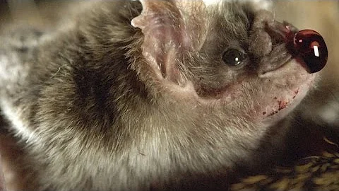 How Vampire Bats Suck Blood for 30 Minutes Unnoticed - DayDayNews