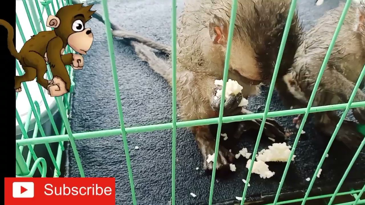 cara memberi makan monyet pake nasi di campur mentega dan garam