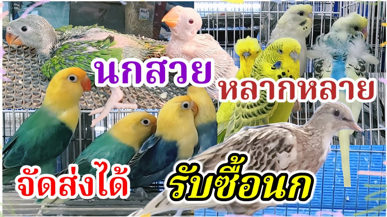 อัปเดตราคานก นกสวย นกหลากหลาย จัดส่งได้ (รับซื้อนก) จตุจักร2 มีนบุรี ร้านไอซ์ 