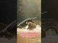 Tiger aour crocodile duno ki dushmoni bahut purani hai #animalfight #forestanimal #animals #tiger