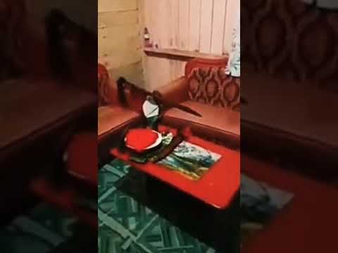 Mandau Terbang Suku