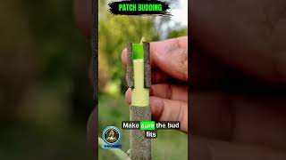 How to Do Patch Budding on Fig Plant