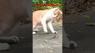 Download Lagu kucing vs bunglon #short#funny# MP3