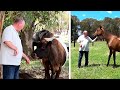 Cows Join Horses and Dogs in Animal Therapy
