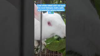 Cute white rabbit with red eyes in rural Vietnam. Calm, soft, and peaceful nature moment. 🐇🌿