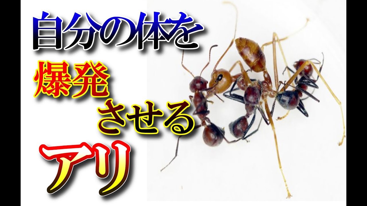 自分の体を爆発させるアリの新種が発見される その名も ジバクアリ 外敵の襲来に応じて自爆する 世界不思議dx Youtube