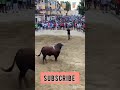 Bull Fighting #bull_fight