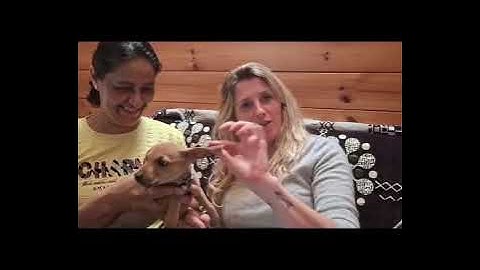 RESCUE & ADOPTION OF A STRAY PUPPY.FROM INDIA TO SCOTLAND. #caas #andamans 