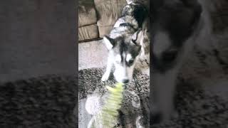 Siberian Husky Puppies For Sale in Burlington, NJ