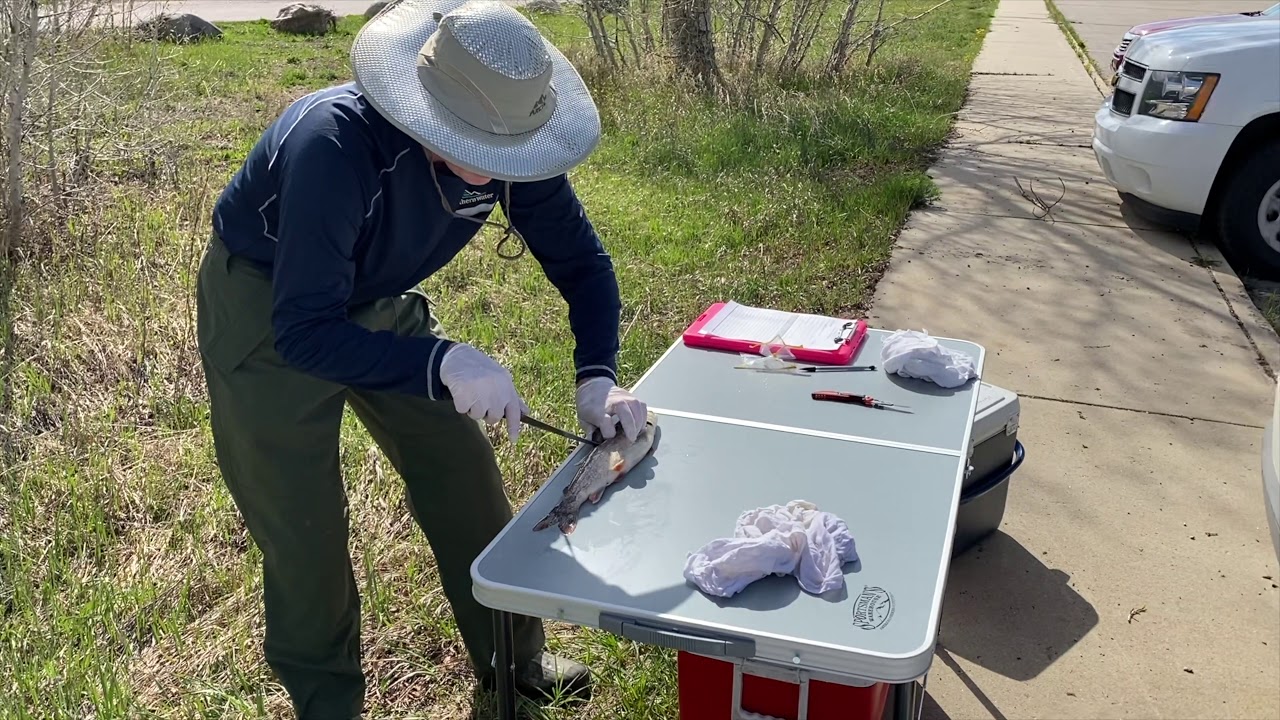 Mercury Fish-Tissue Sampling with Colorado Parks and Wildlife