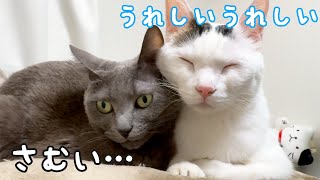 雨が降って寒い日は姉猫に引っ付けて嬉しいチロさん！ by ねこほうチャンネル 30,431 views 4 weeks ago 4 minutes, 3 seconds