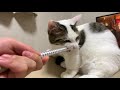 噛んでいる顔が超かわいい猫