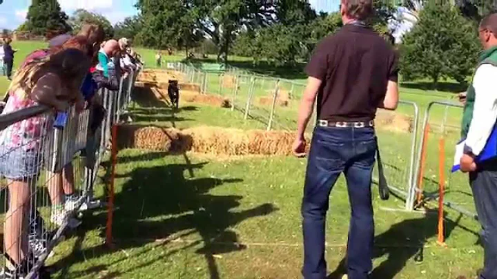 Barry Ellison & Duke beauceron scurry