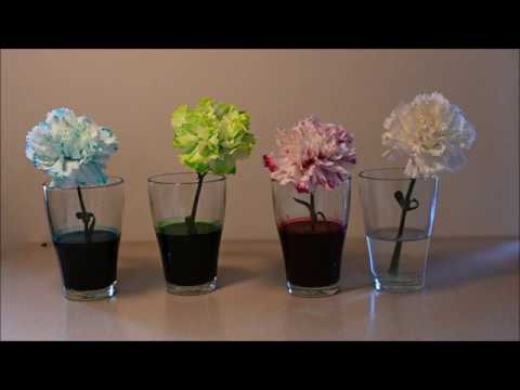Videó: Virág, Mint Egy Harang (45 Fotó): Hogy Hívják A Nagy Virágú Növényeket, Amelyek úgy Néznek Ki, Mint A Harangok? Fehér, Kék és Más Kerti évelő Fajok Bársony Levelekkel