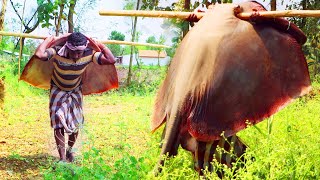 GIANT STINGRAY Fish FRIED RECIPE! The most delicious way of cooking By Village MAN