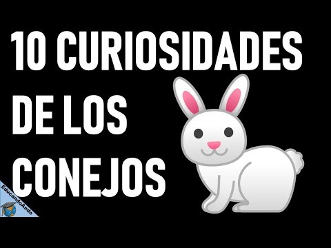 Video: Los datos más interesantes sobre los conejos para niños