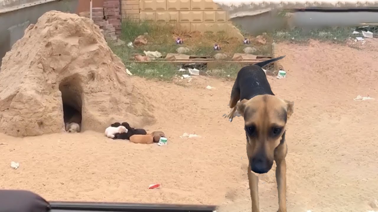 She Ran After Begging Us to Help Her Pups And The Ending Was ...