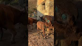 El Primer Desayuno En El Molladic De Mariuccia Y Michael