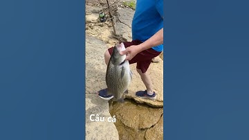 Câu cá ở hồ nước ngọt