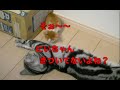 【猫記録144】急接近する子猫と先住猫