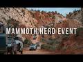 A Mammoth Herd in Bryce Canyon!! Mammoth Herd Event 2026