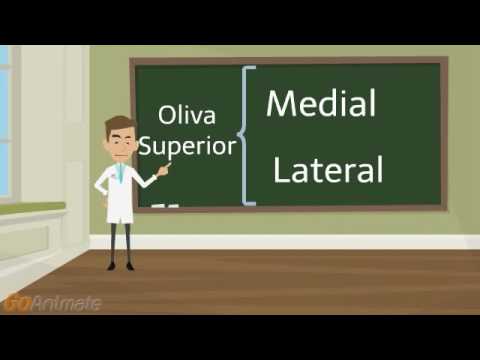 Video: ¿De dónde viene el complejo olivar?