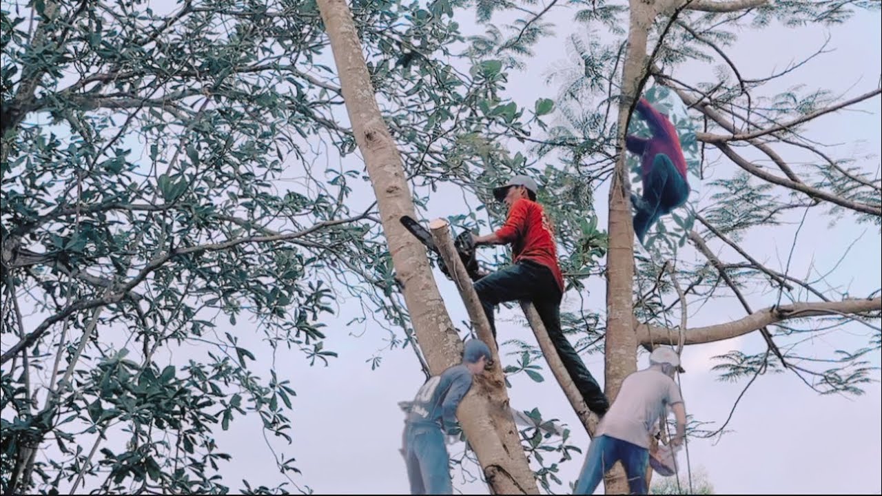 Thợ cưa cây cao trên trục mét như khỉ