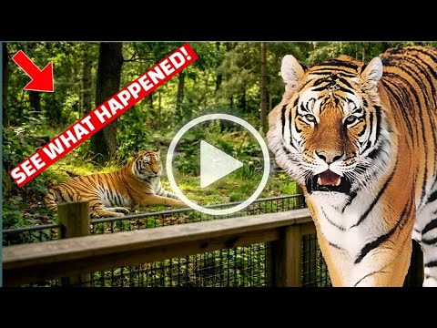 Yorkshire Wildlife Park Tiger Incident: Full Story Explained