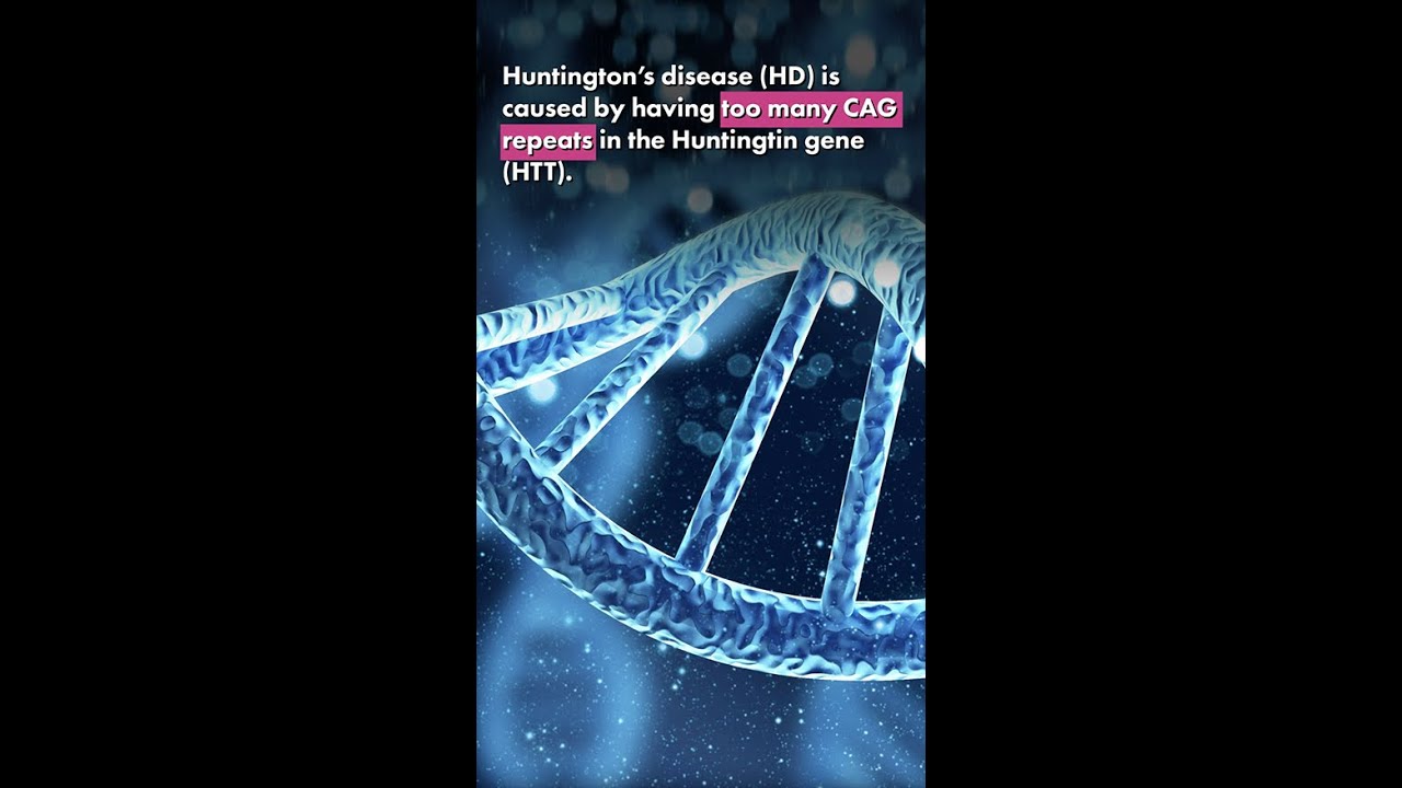 Research Video Series - Hunting for balance: how the huntingtin protein compensates in HD