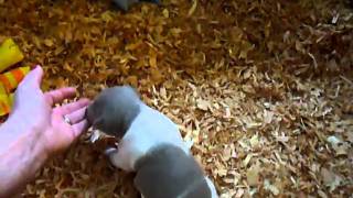 Rat Terrier Puppies, Getting Introduced To Their Big Box.